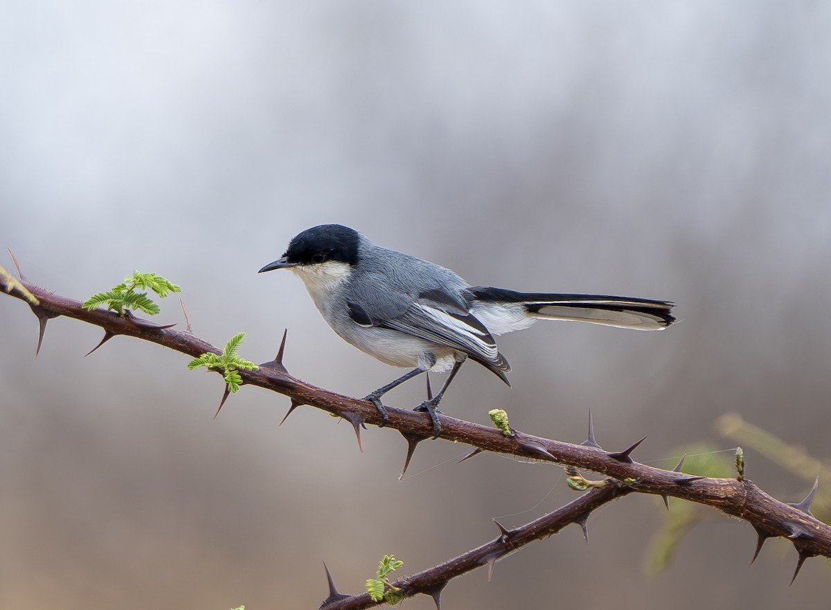 krattmyggsmett (atricapilla) - ML644567485