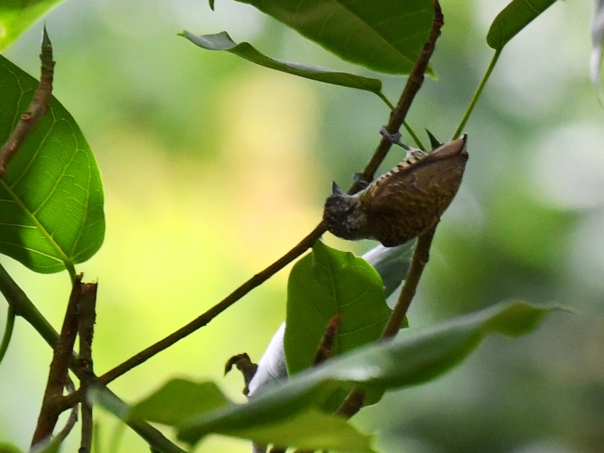 Lafresnaye's Piculet - ML644567488