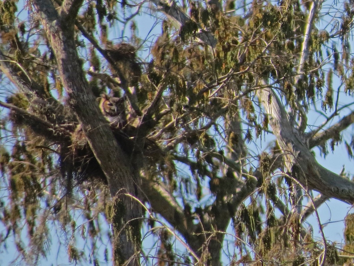 Virginiauhu - ML644567491