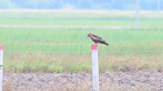 Miru beltza - ML644567496