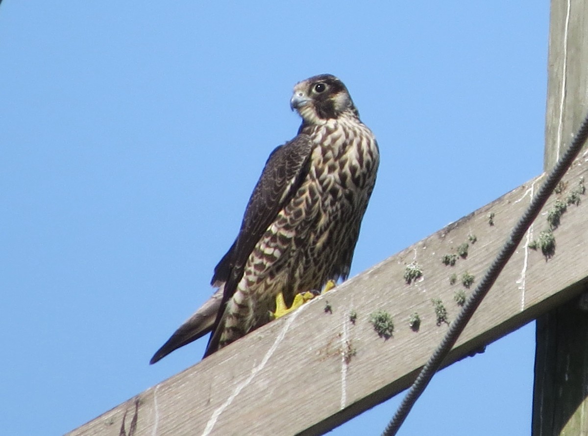 Wanderfalke - ML644567501