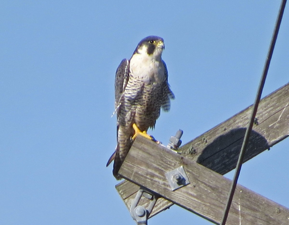 Wanderfalke - ML644567502