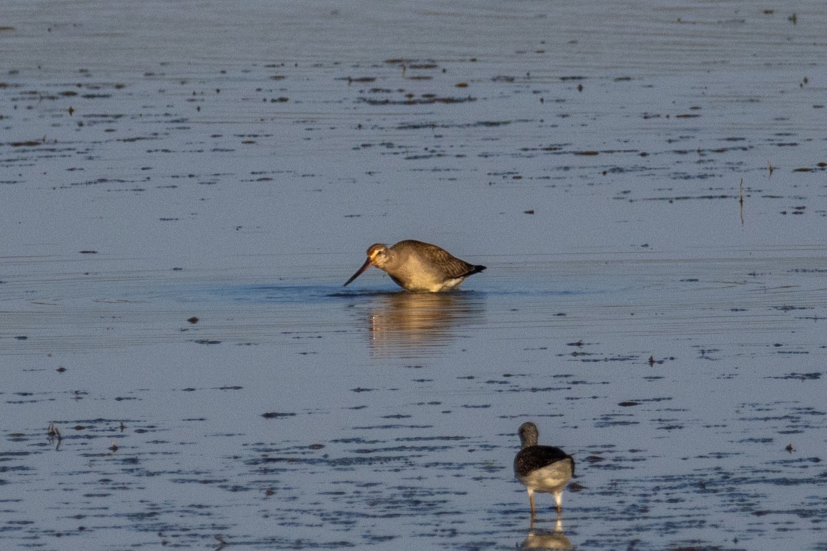 Hudsonian Godwit - ML644567504