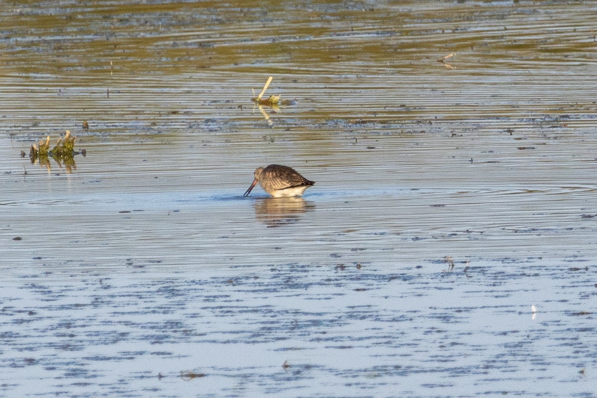 Hudsonian Godwit - ML644567505