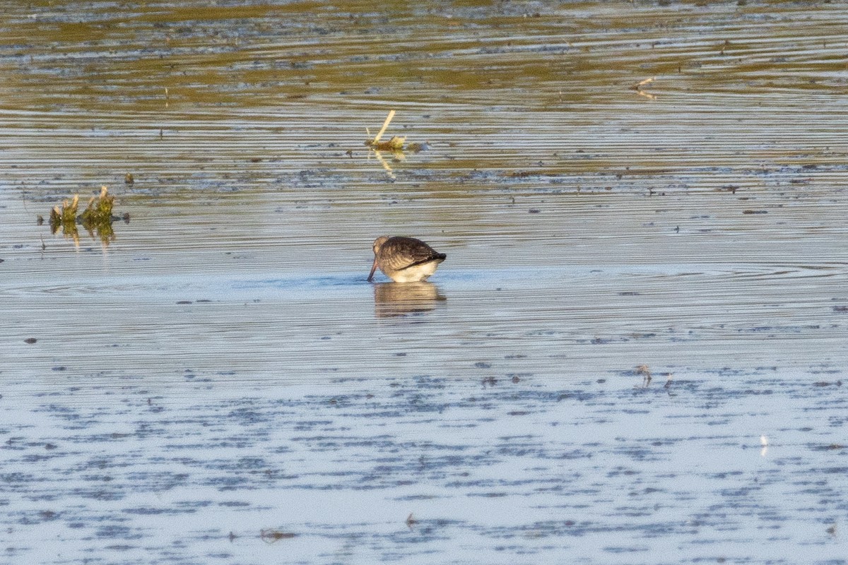 Hudsonian Godwit - ML644567506