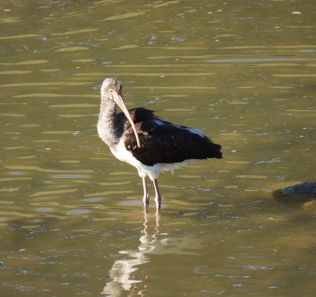 White Ibis - ML644567507