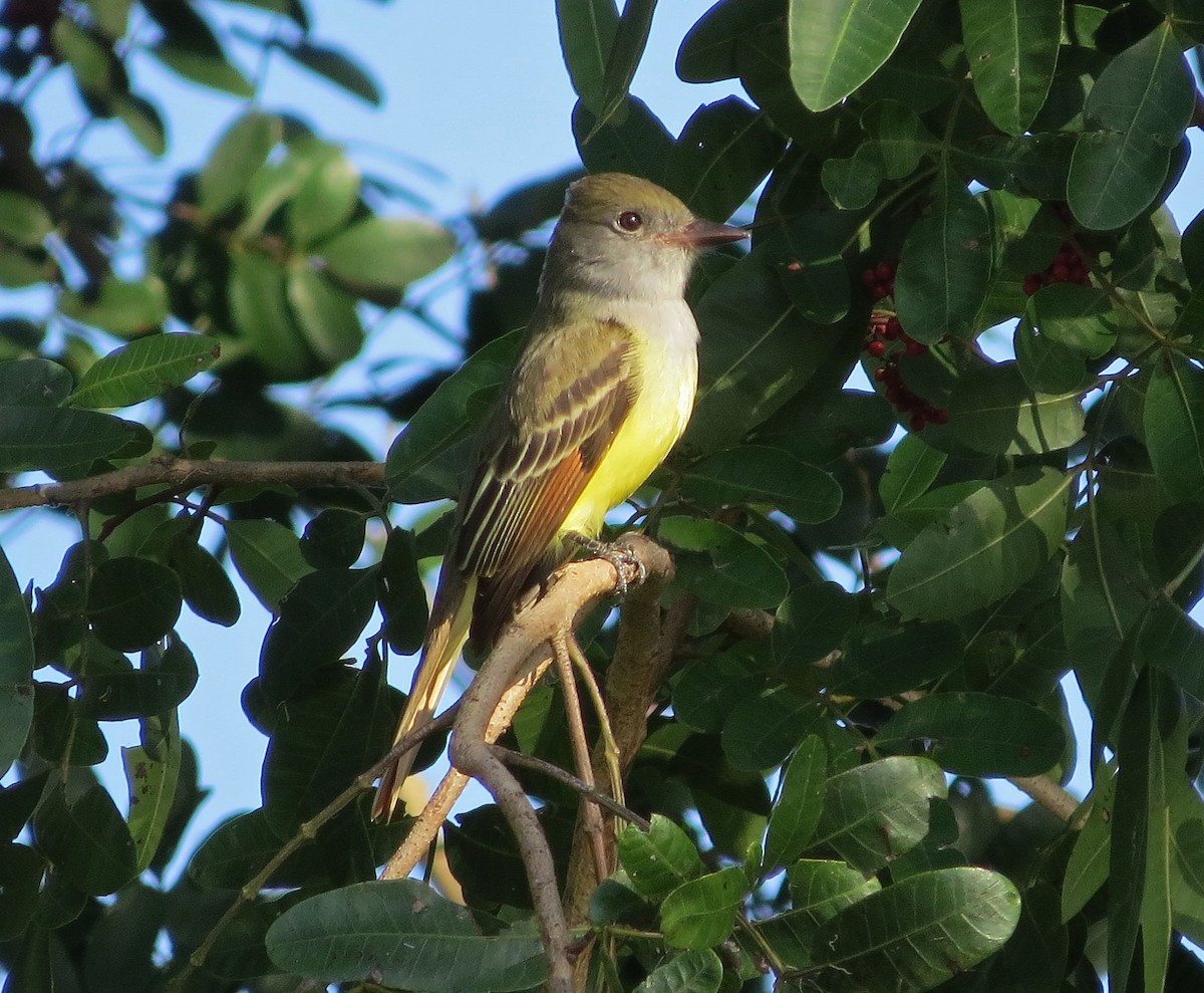 Gelbbauch-Schopftyrann - ML644567508