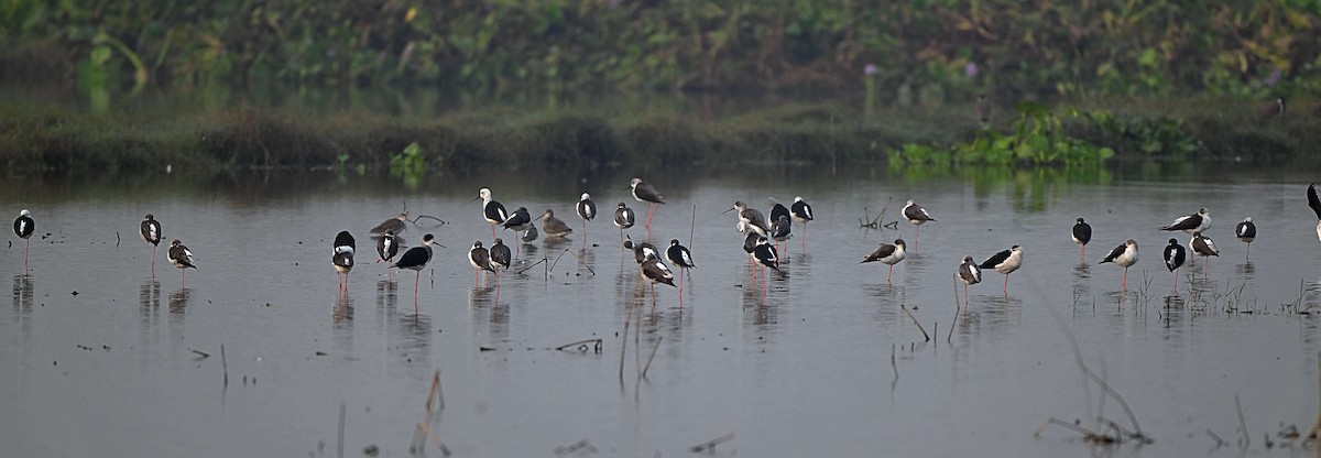 高蹺鴴 - ML644567510