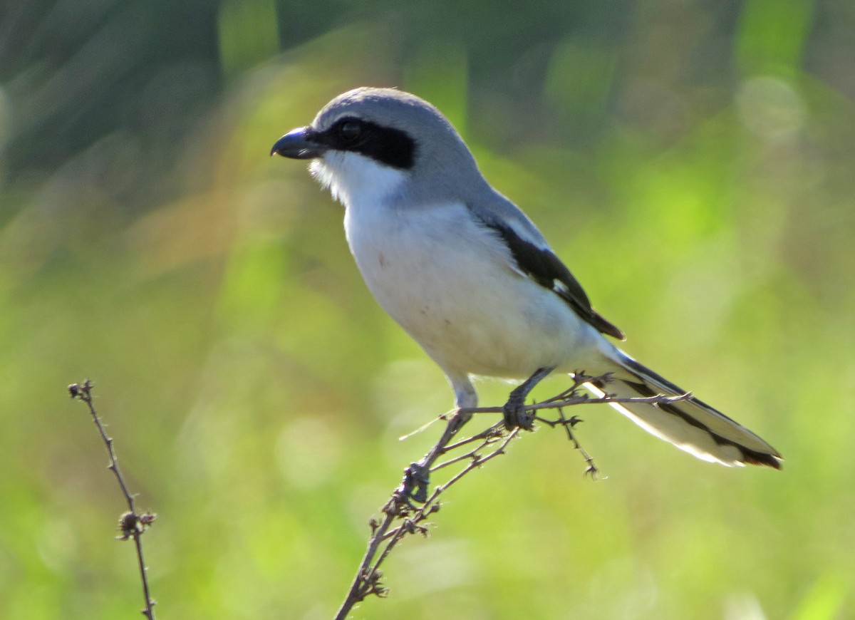 Louisianawürger - ML644567517