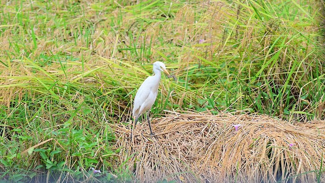Eastern Cattle-Egret - ML644567519