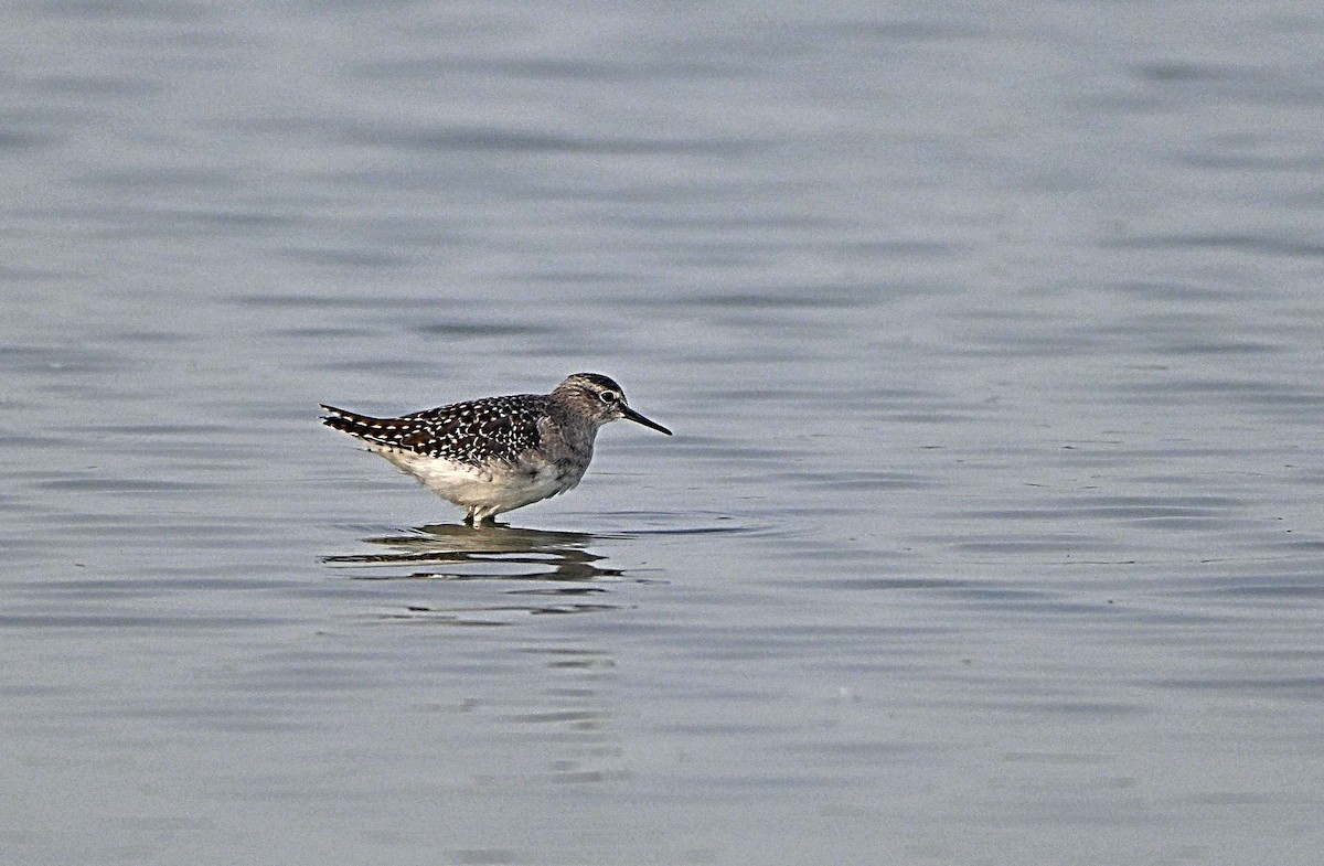 Wood Sandpiper - ML644567526