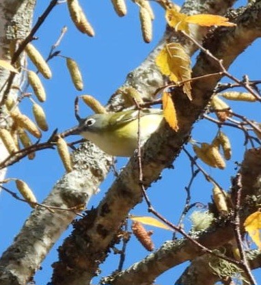 Blue-headed Vireo - ML644567529