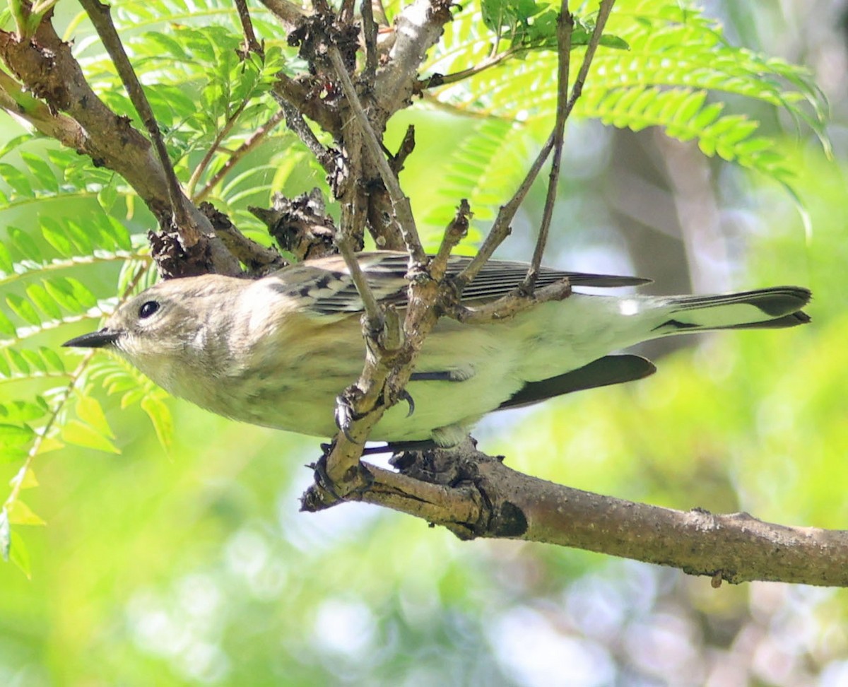 Yellow-rumped Warbler - ML644567531