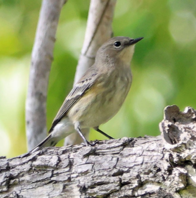 Yellow-rumped Warbler - ML644567532
