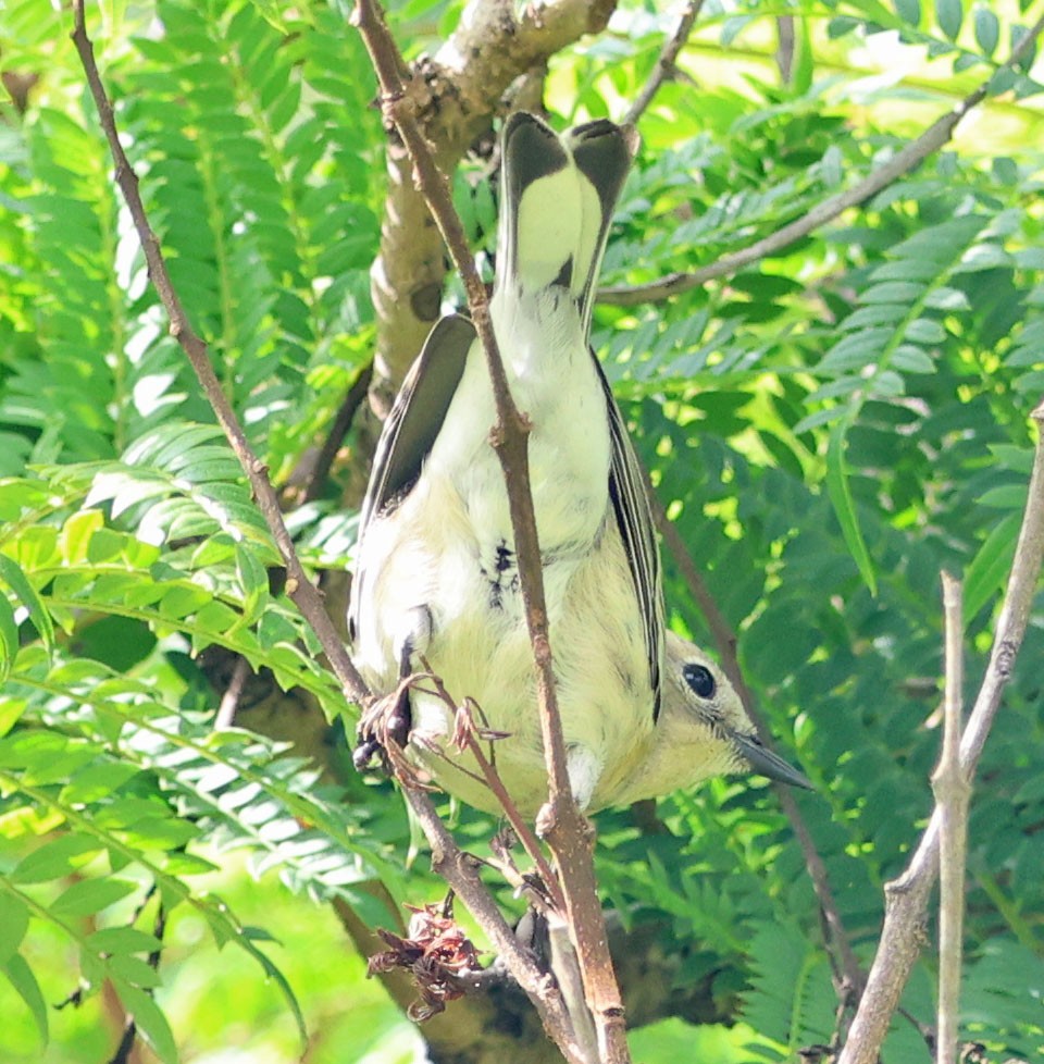 Yellow-rumped Warbler - ML644567534
