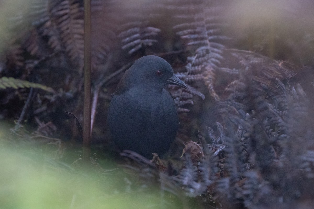 Galapagos Rail - ML644567535