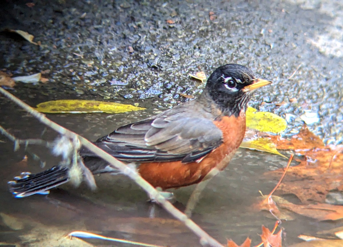 American Robin - ML644567536