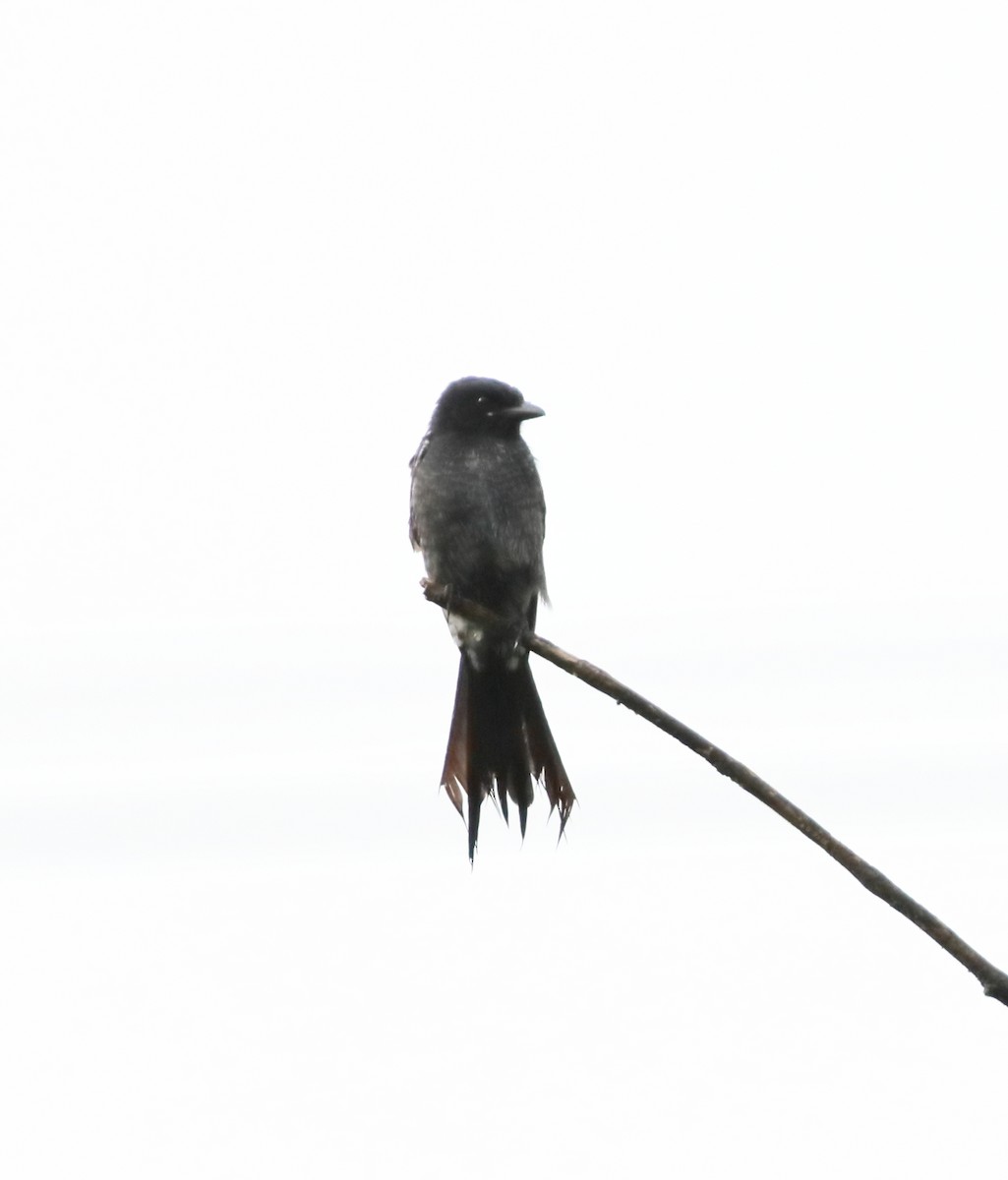 Black Drongo - ML644567537