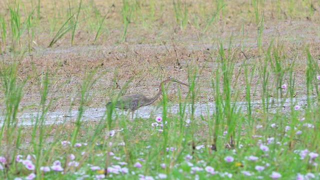 Koartza gorria - ML644567538