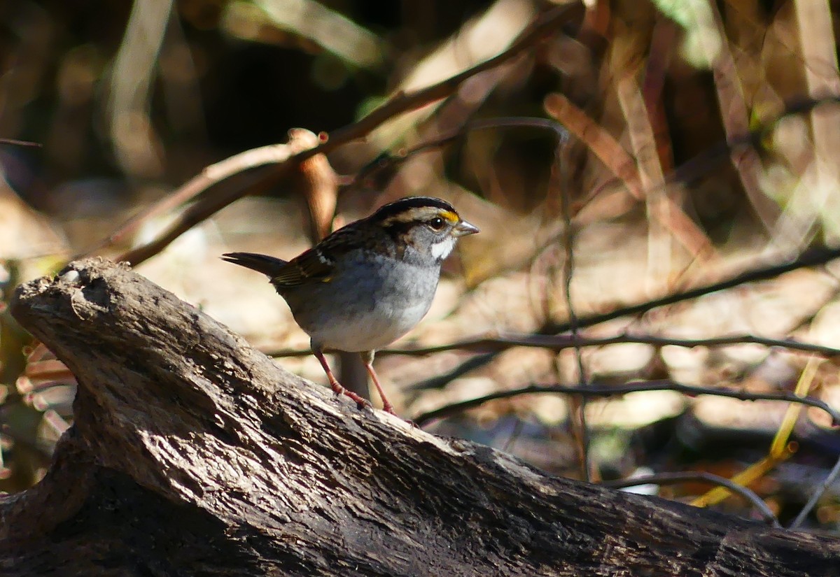 White-throated Sparrow - ML644567539