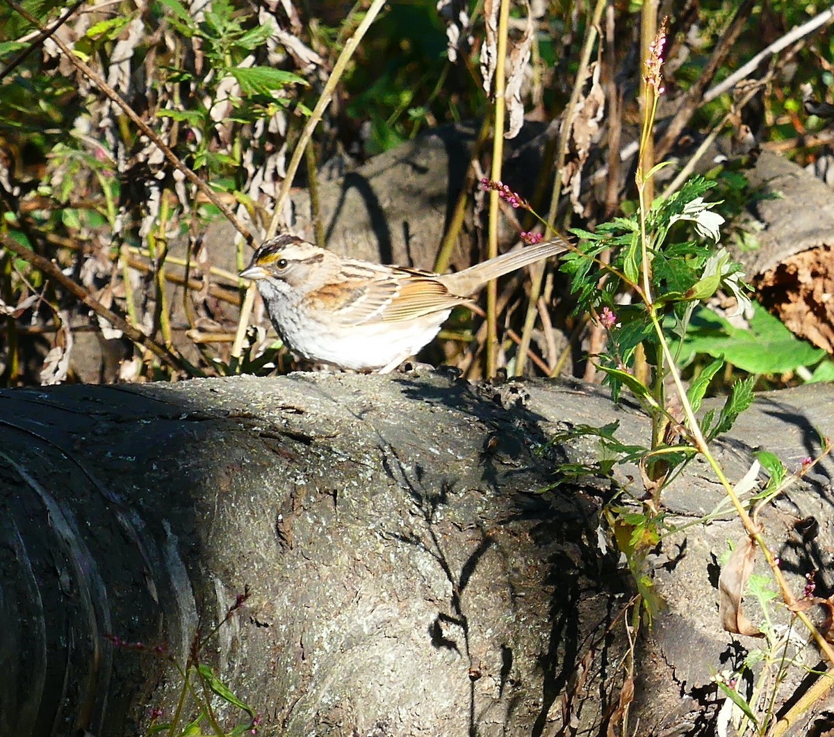 White-throated Sparrow - ML644567540