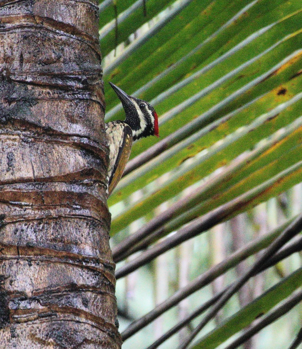 Black-rumped Flameback - ML644567543
