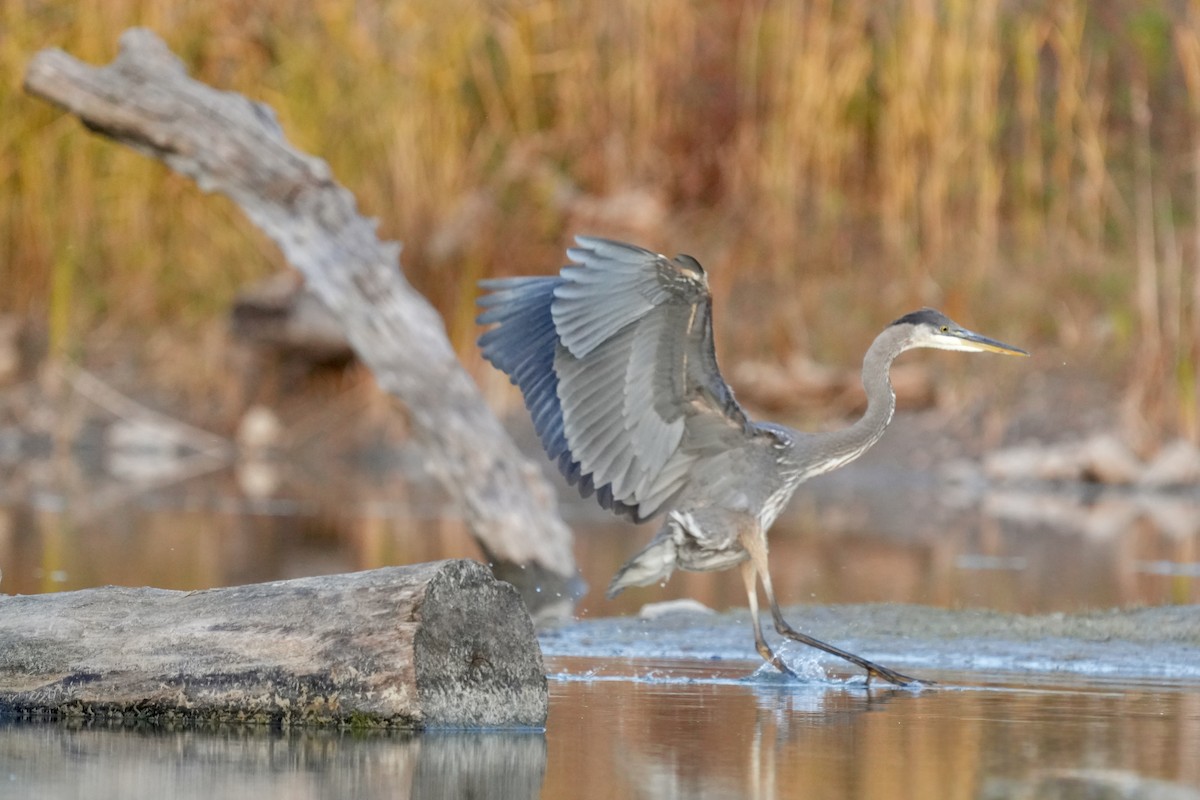 Great Blue Heron - ML644567545
