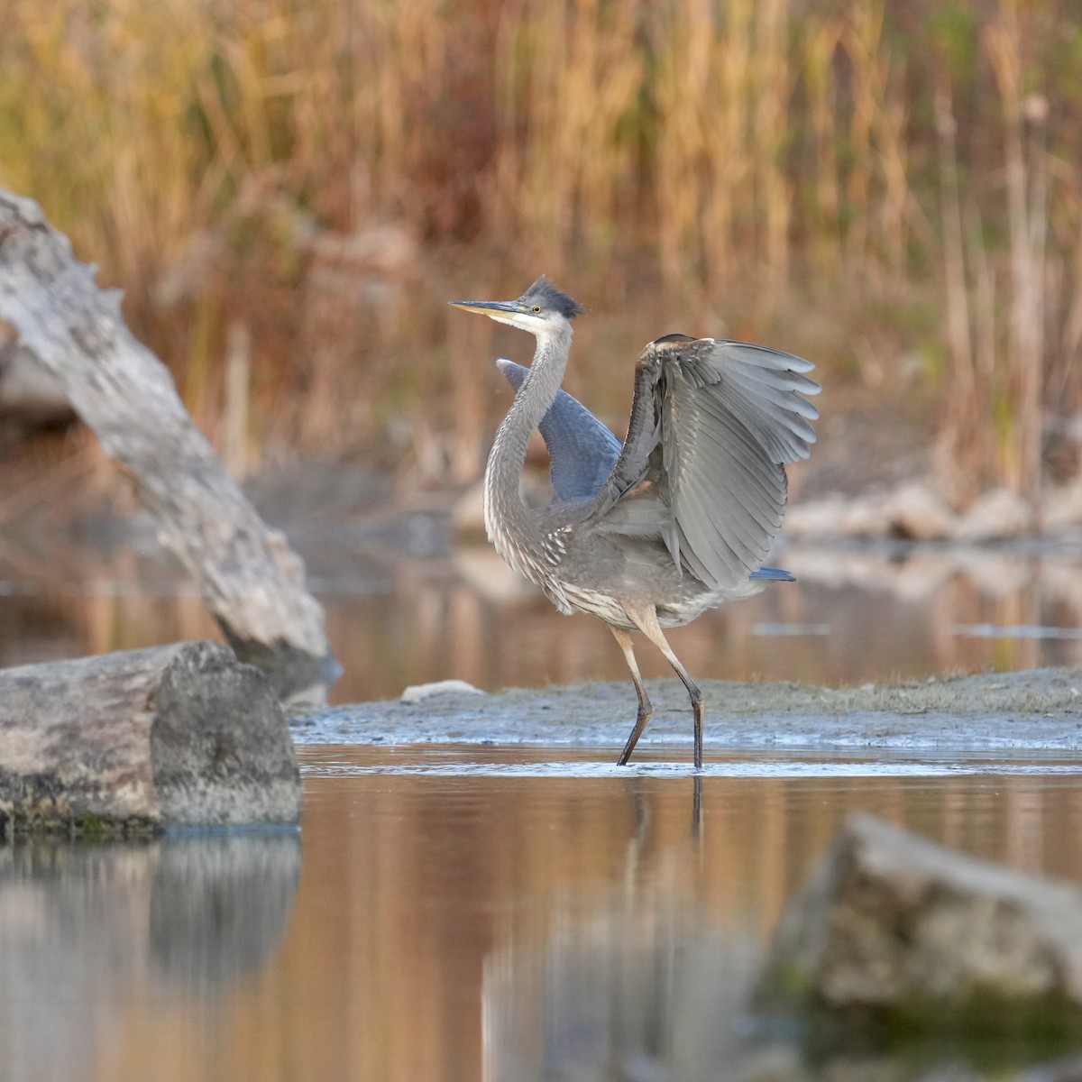 Great Blue Heron - ML644567546