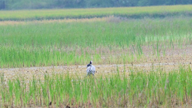 Kurrilo arrunta - ML644567547