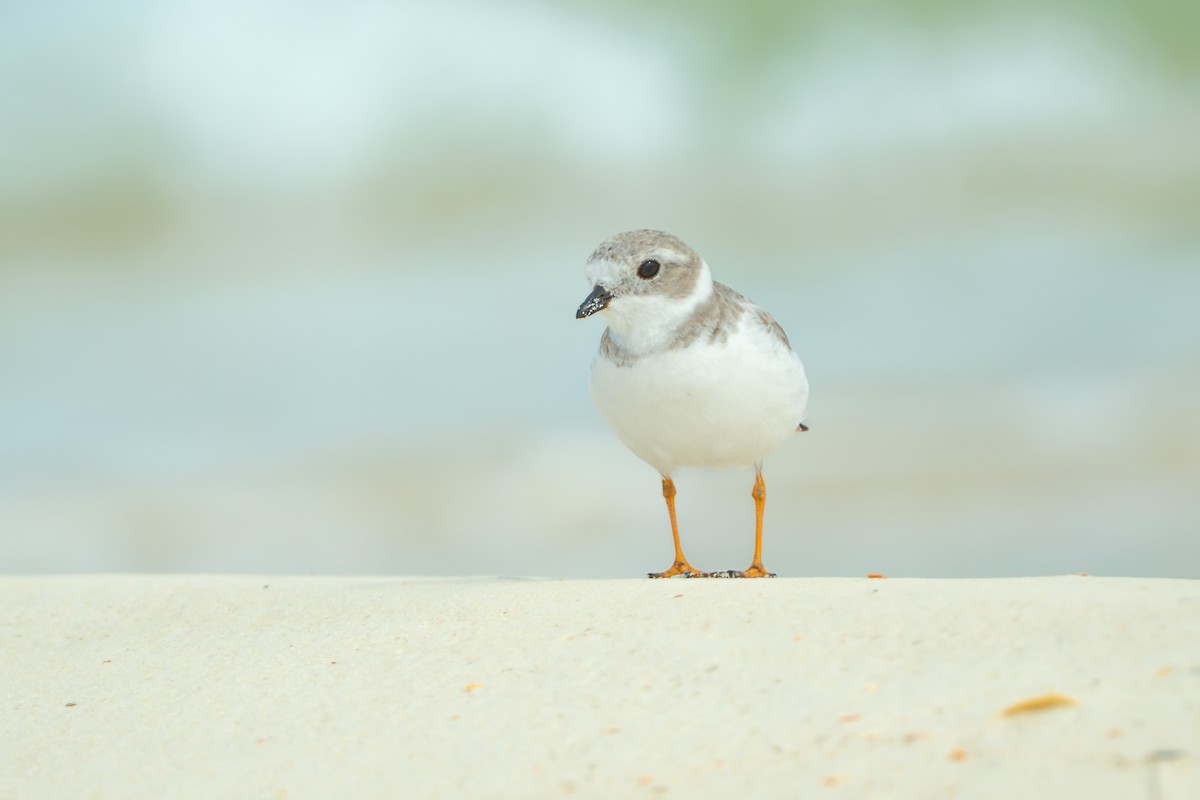 Piping Plover - ML644567549