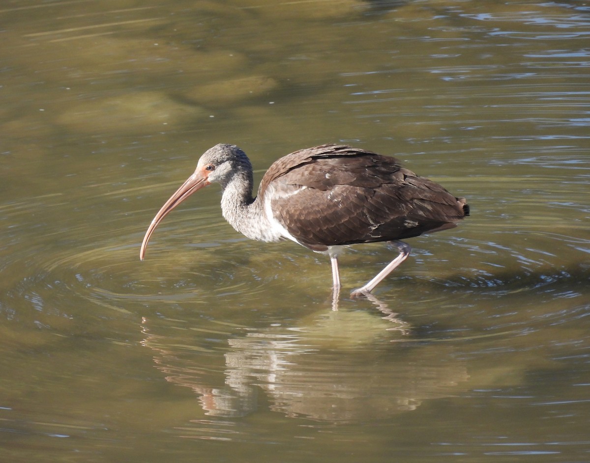 White Ibis - ML644567550