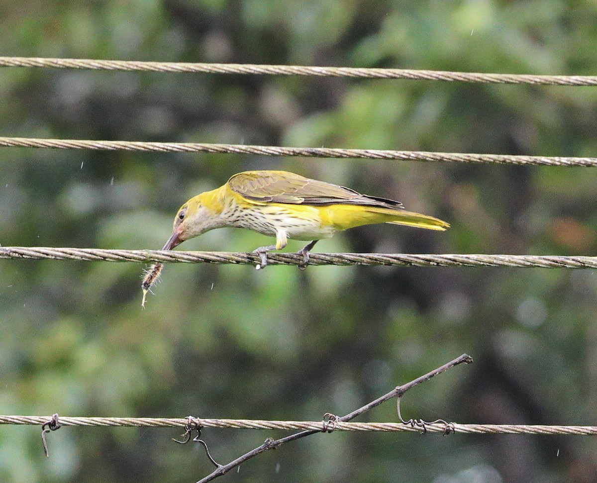 Indian Golden Oriole - ML644567553