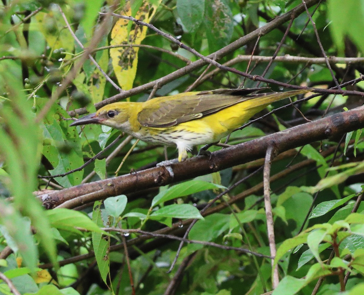 Indian Golden Oriole - ML644567554