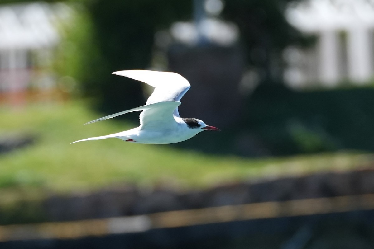 South American Tern - ML644567555