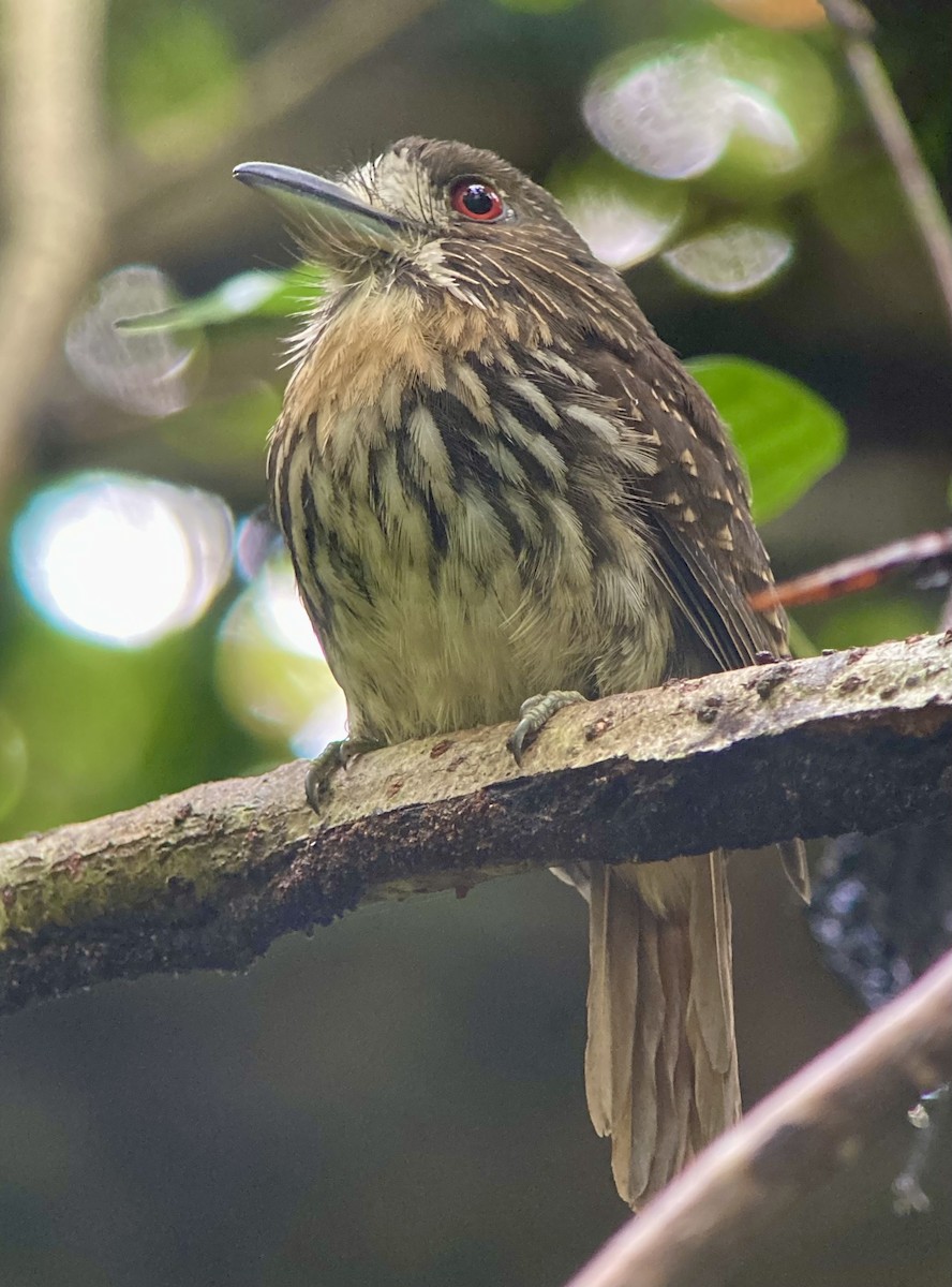 Buco Barbón - ML644567556