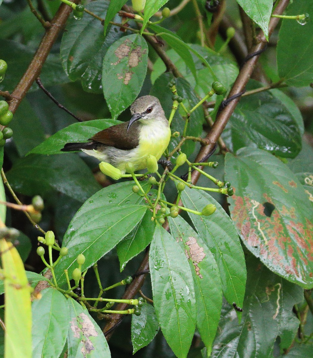 Purple-rumped Sunbird - ML644567558