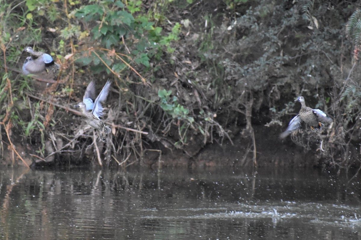 Blue-winged Teal - ML644567559