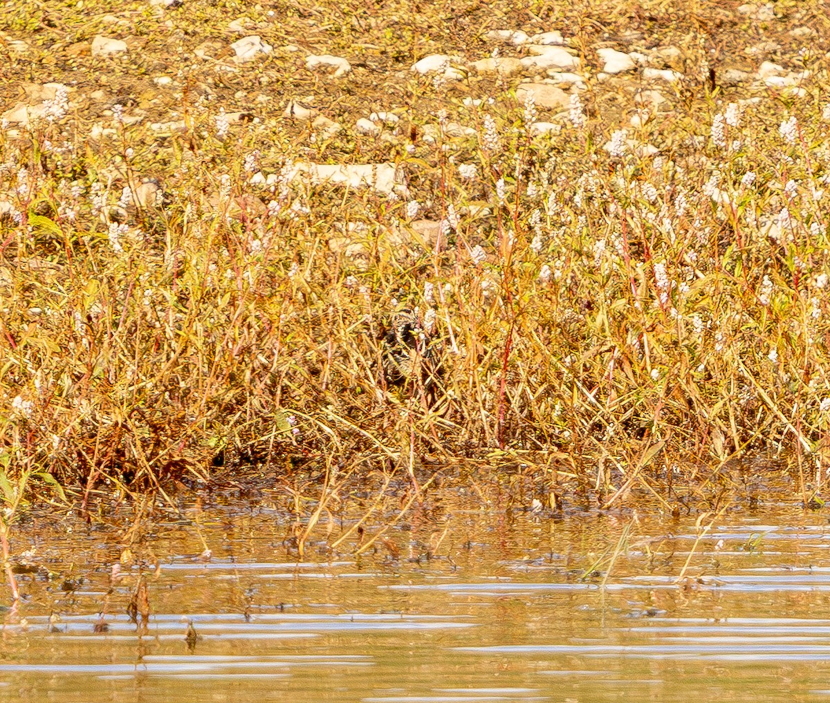 Wilson's Snipe - ML644567561