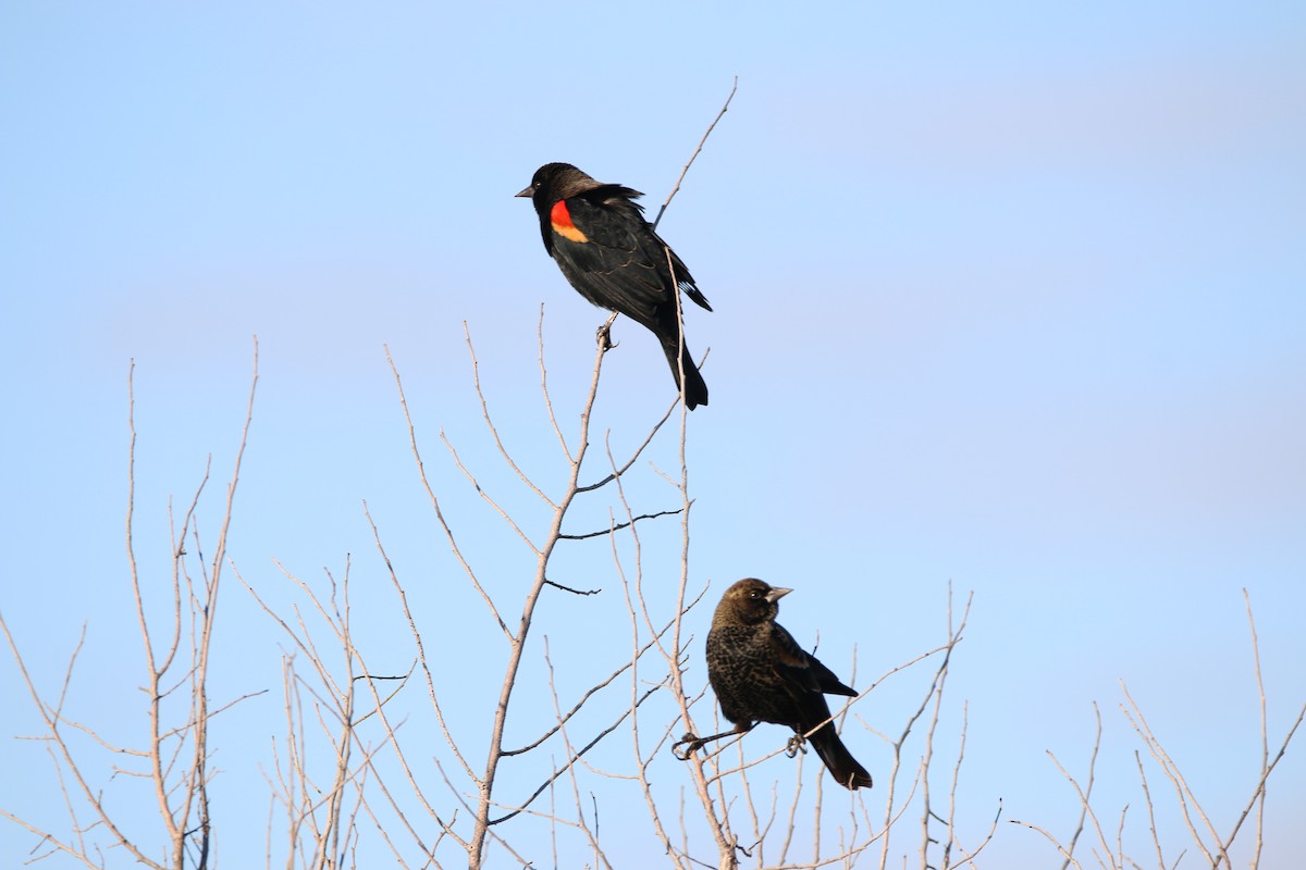 Red-winged Blackbird - ML644567563