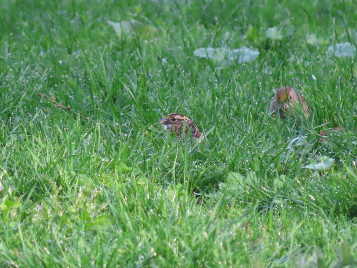 White-throated Sparrow - ML644567564