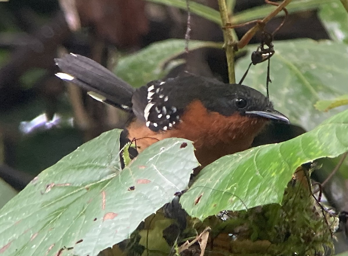 Dot-winged Antwren - ML644567566