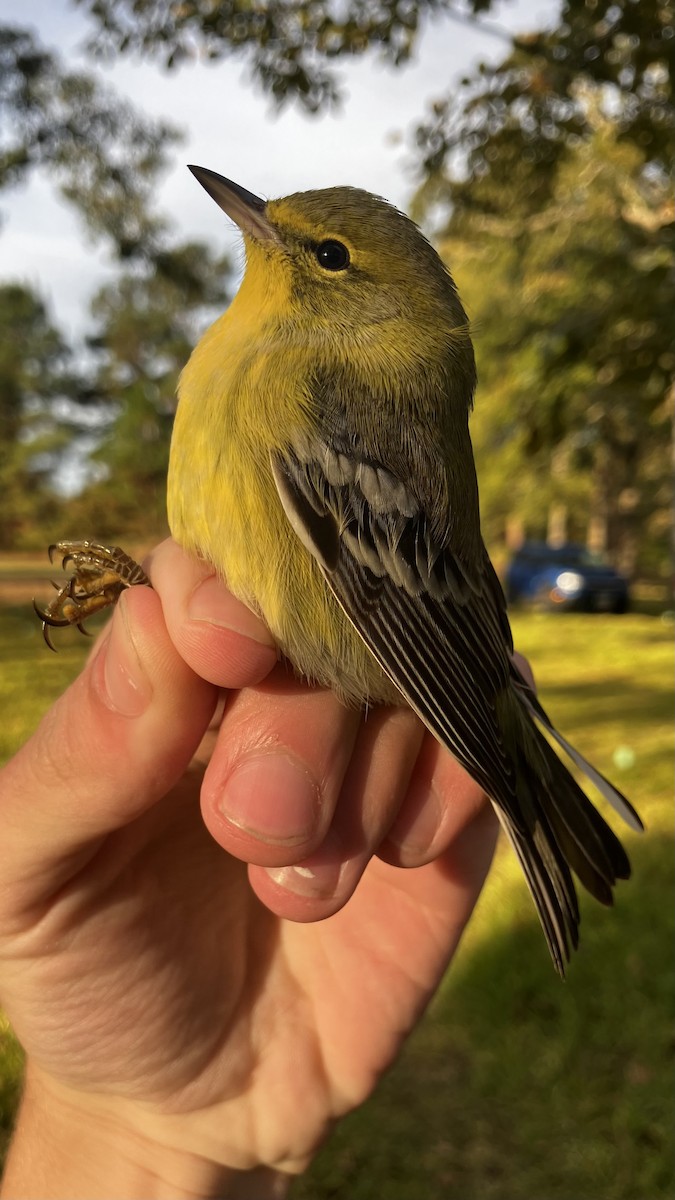 Pine Warbler - ML644567567