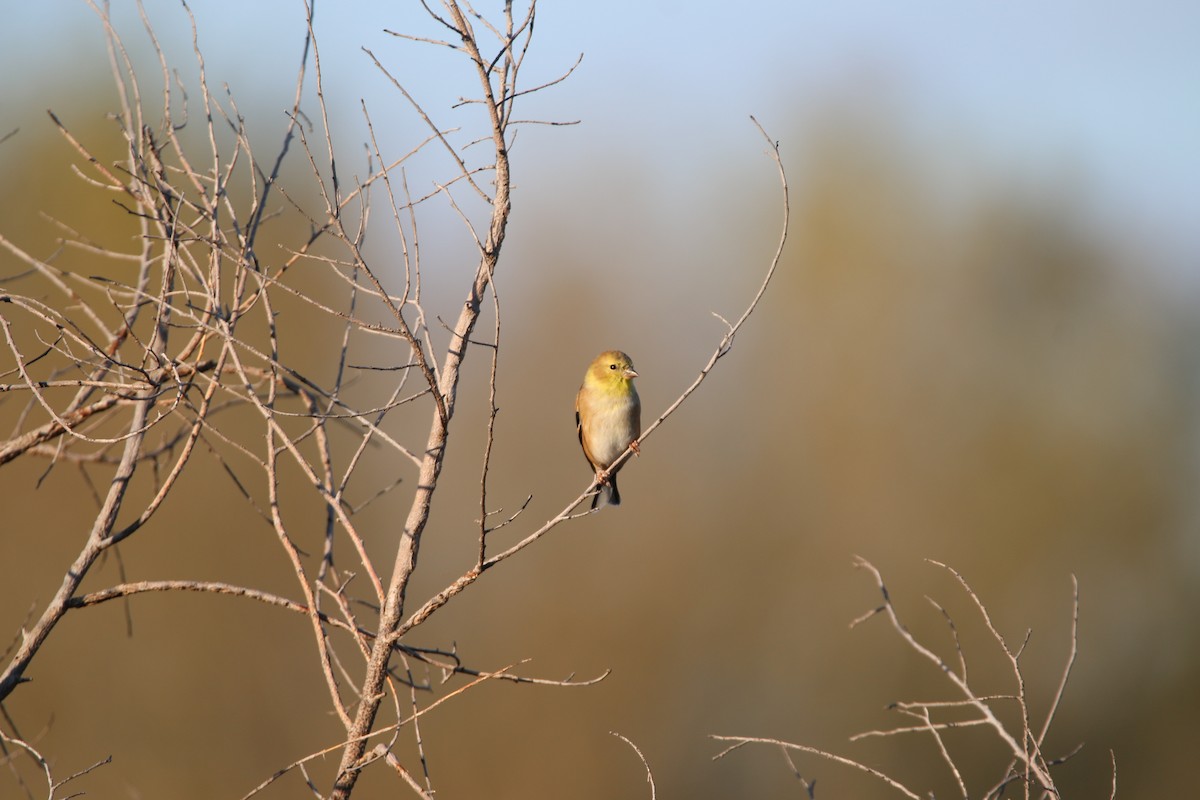 American Goldfinch - ML644567568
