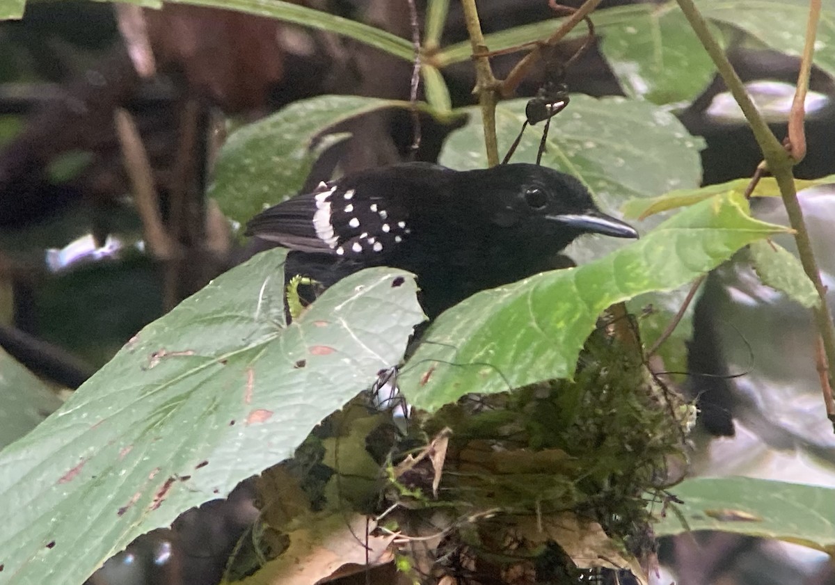 Dot-winged Antwren - ML644567571