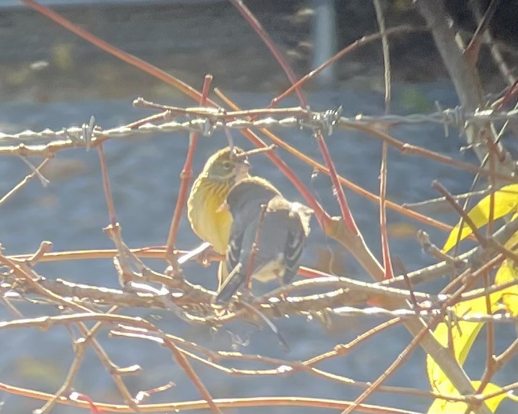 Dickcissel - ML644567582