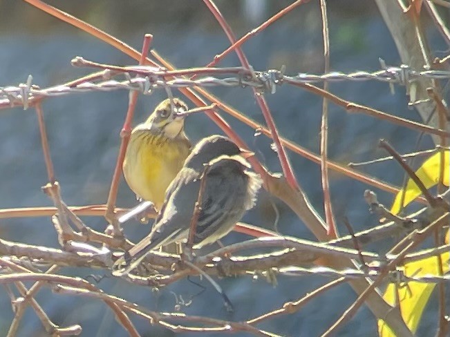 Dickcissel - ML644567583