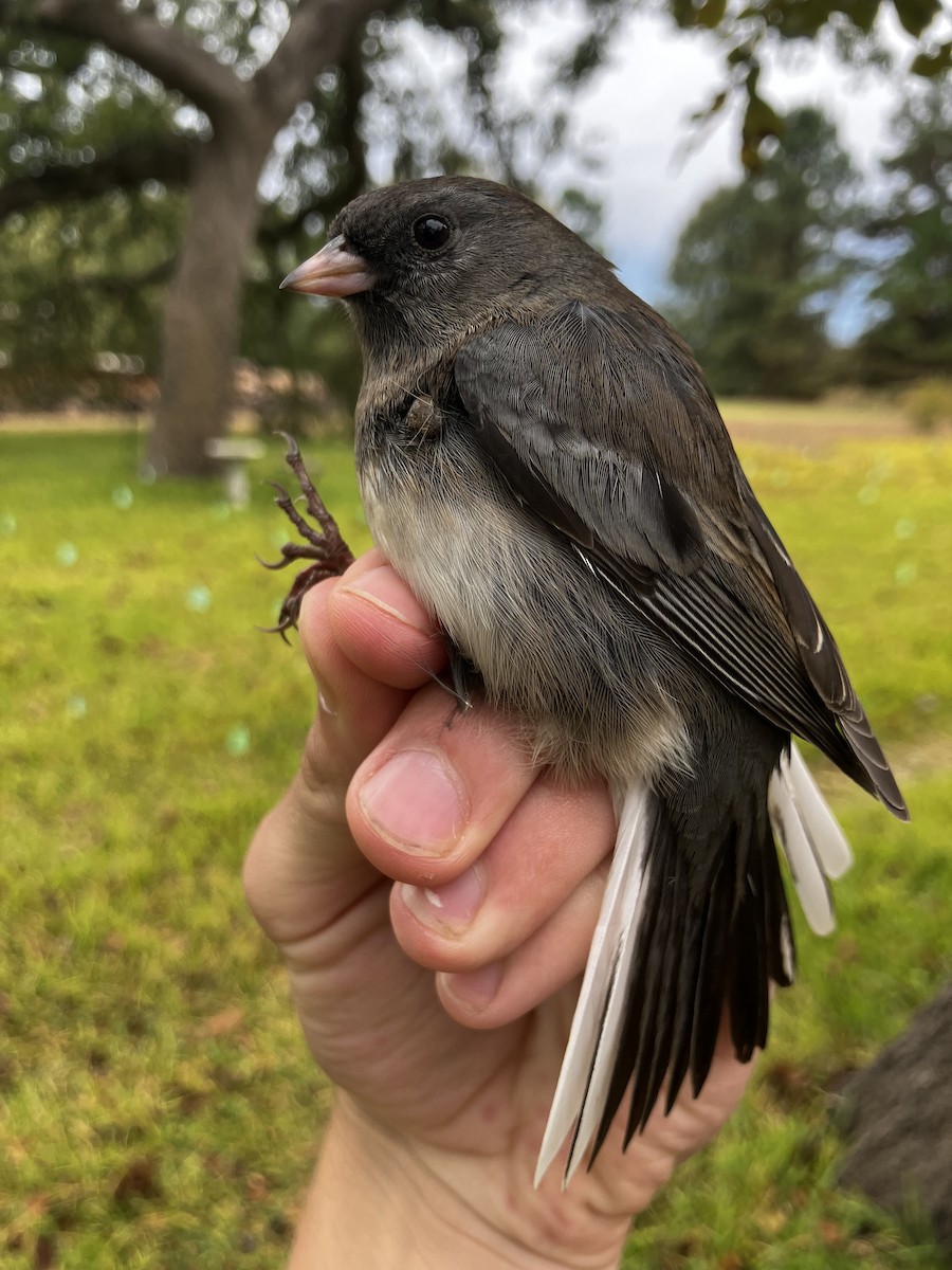 Dark-eyed Junco (Slate-colored) - ML644567596