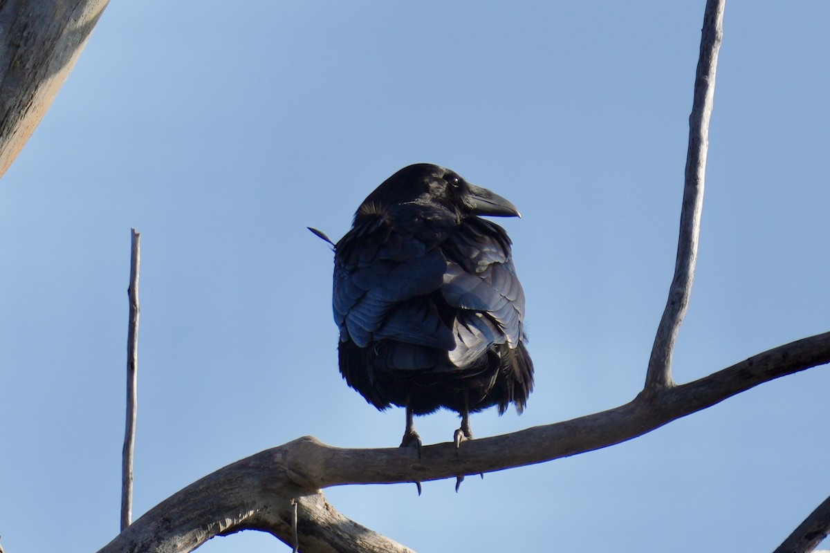 Ворон - ML644567600