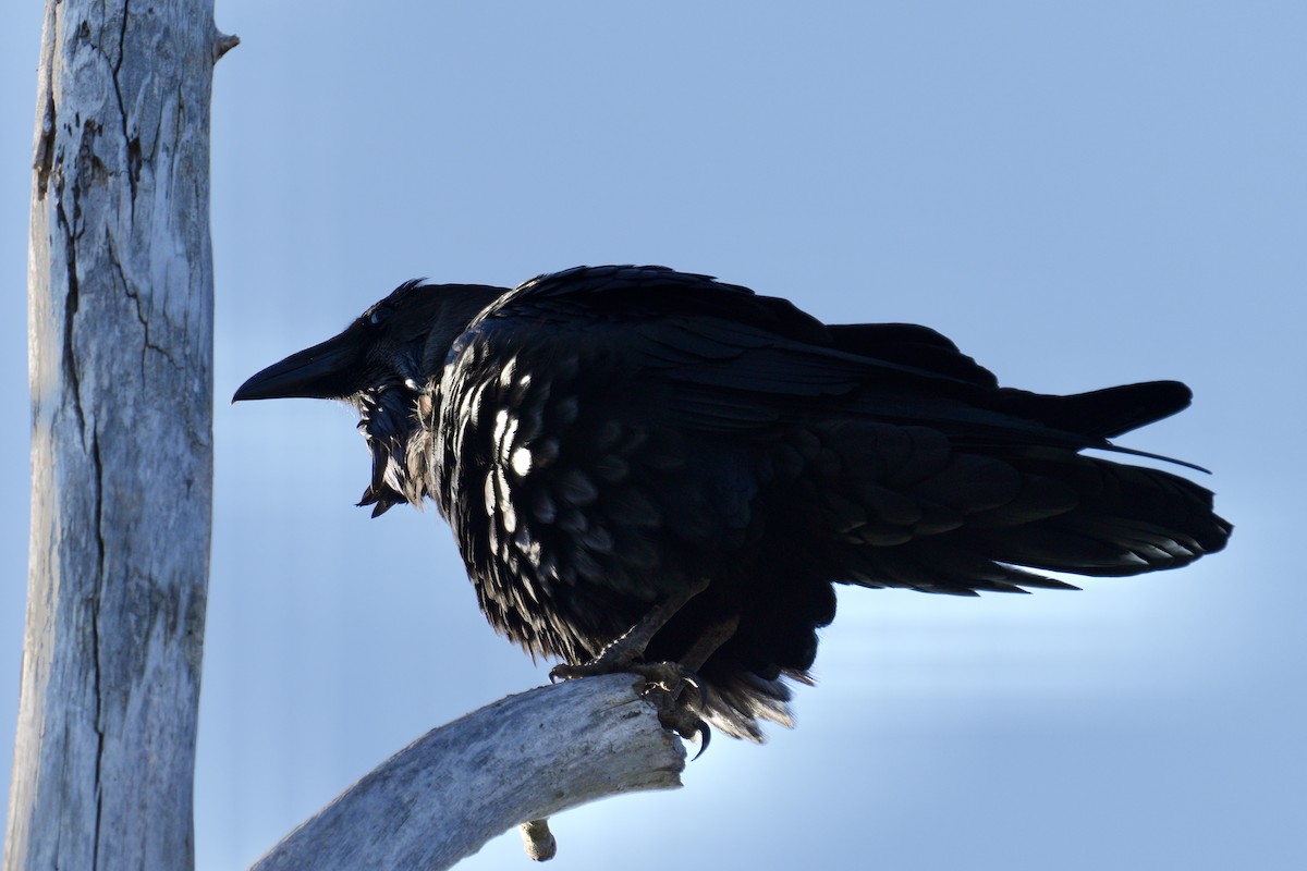 Ворон - ML644567603