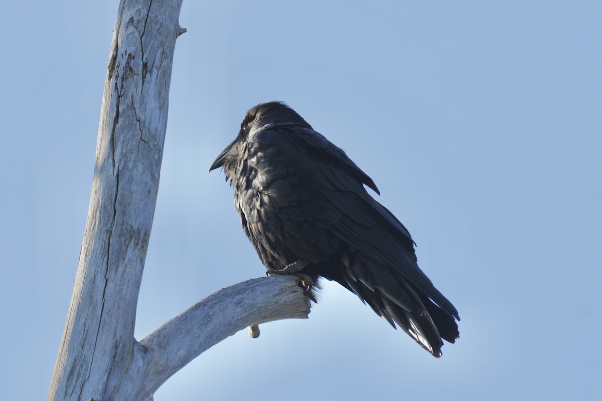 Ворон - ML644567605